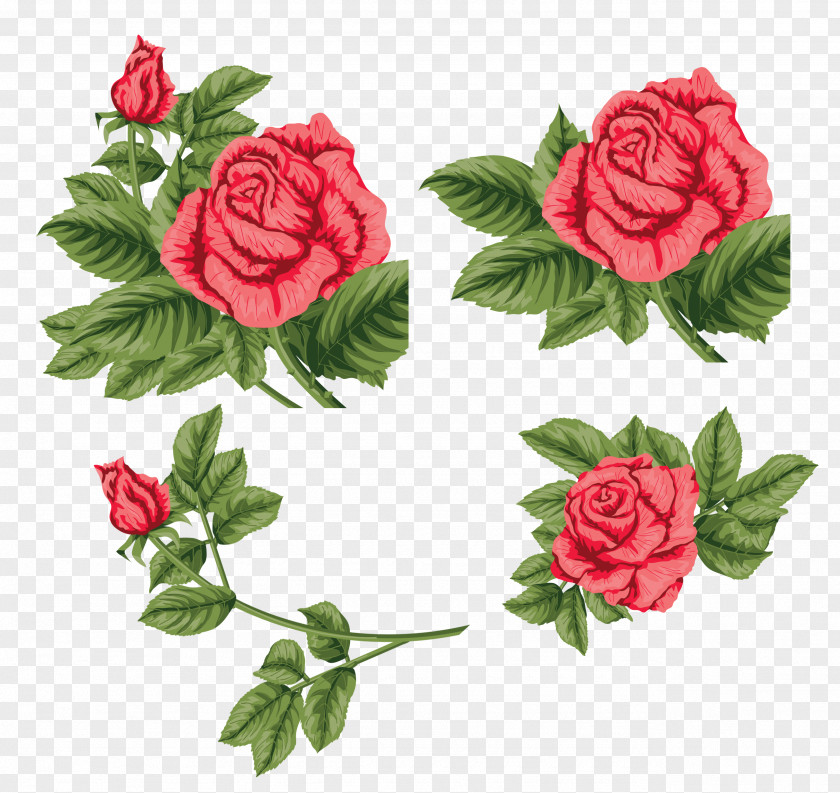 Rosa Gallica Geranium Floral Flower Background PNG