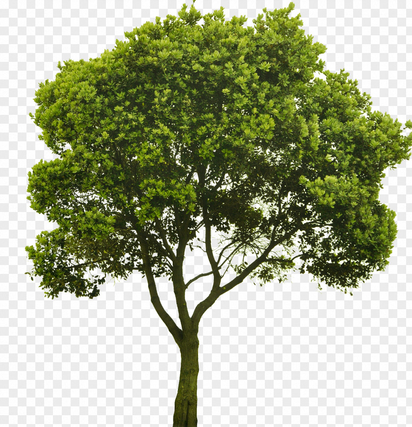 Tree Choosing Small Trees American Sycamore Shrub PNG