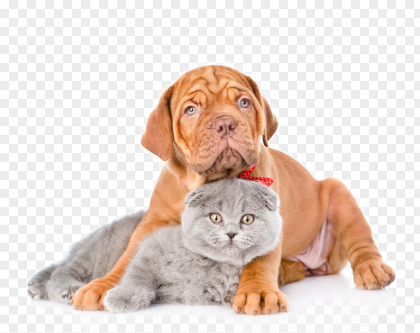 Cute Pet Cats And Dogs Dogu2013cat Relationship Heating Pad PNG