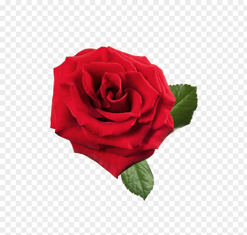 Large Red Rose Clipart Clip Art PNG