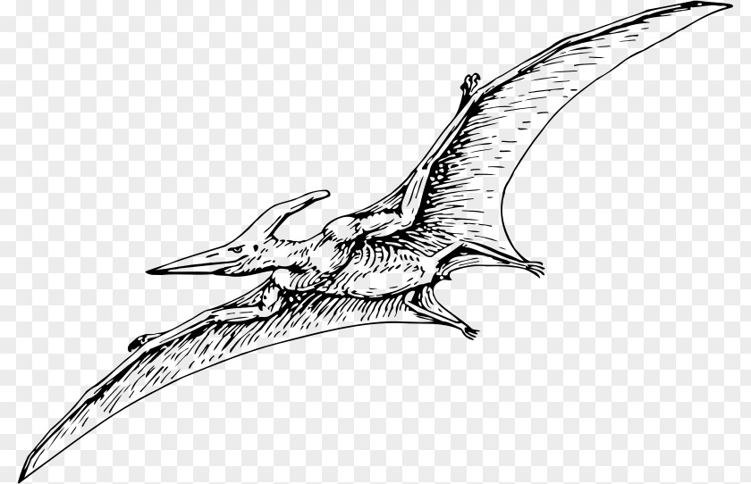 Dinosaur Pterodactyls Pteranodon Pterosaurs Carnivores: Hunter PNG