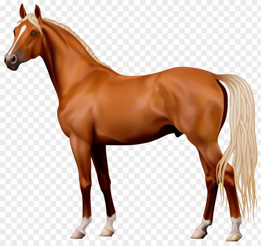 Horse Stallion Clip Art PNG