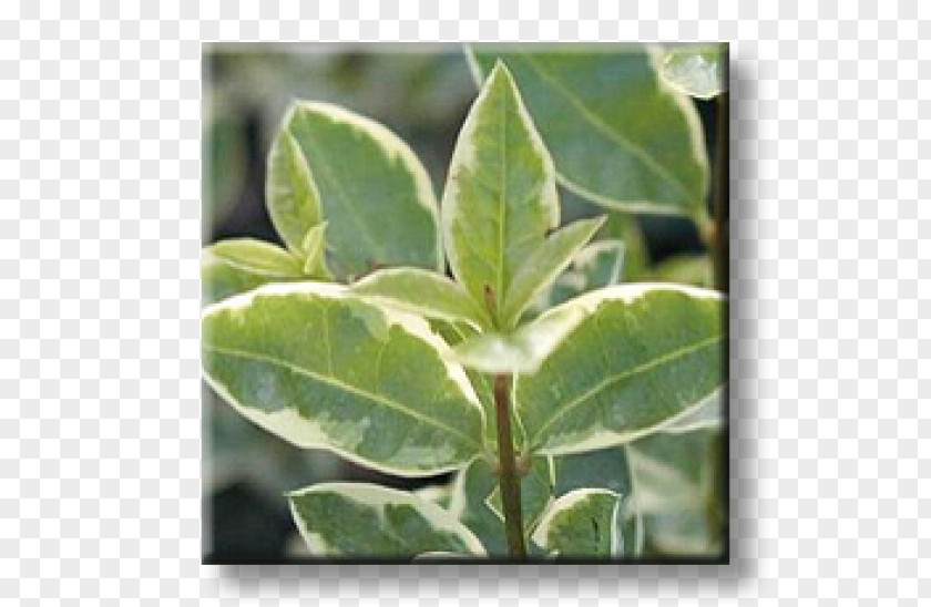 Leaf Ligustrum Ovalifolium Wild Privet Euonymus Japonicus Elder PNG