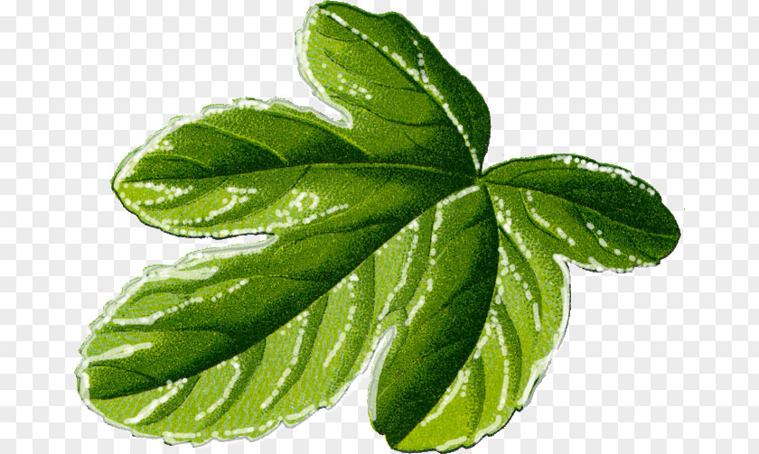 Fig Leaf Common Clip Art PNG