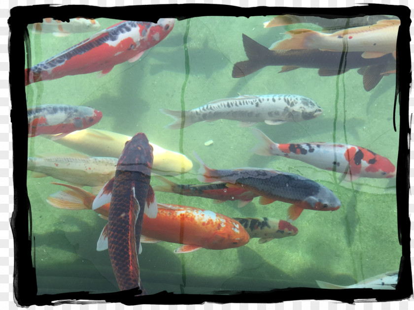Koi Fish Chasing Provence Pond Hotel PNG