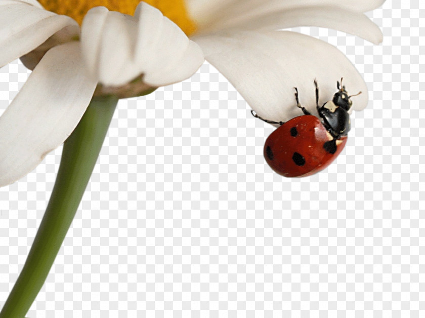 Ladybug Insect Matricaria Coccinella Desktop Metaphor Wallpaper PNG