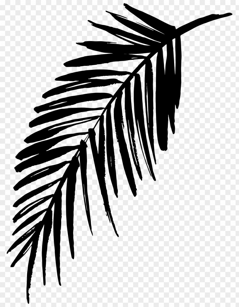 M Line Leaf Palm Trees Black & White PNG