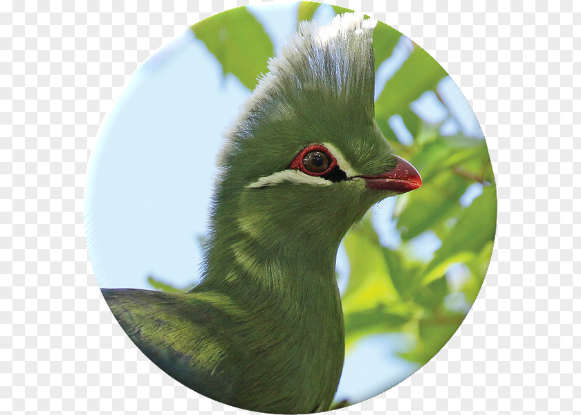 Red Mangrove Flora Krantzkloof Nature Reserve Fauna Bird Martial Eagle PNG