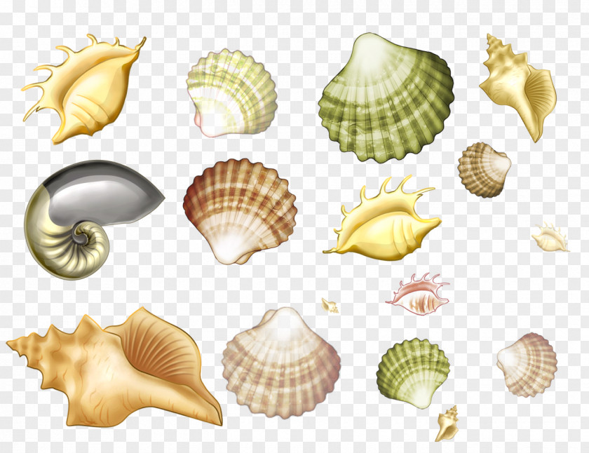 Seashell Mollusc Shell Conchology Drawing Sea Snail PNG