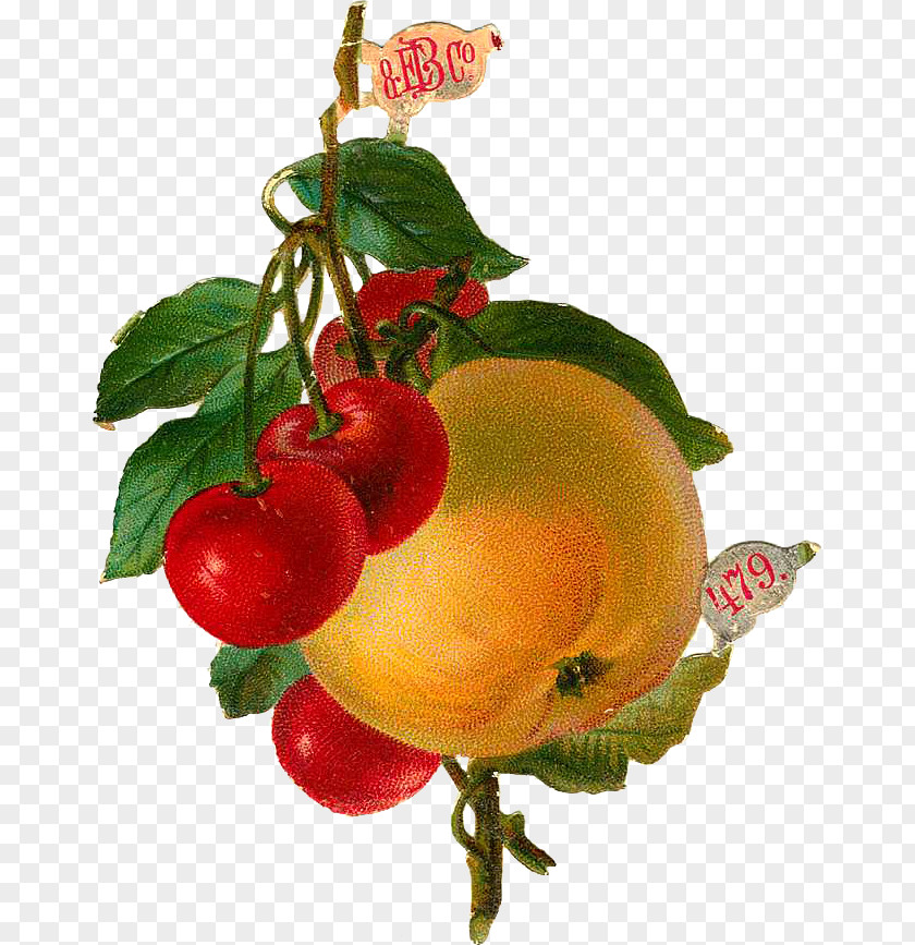 Vegetable Fruit Food Health Cherry PNG