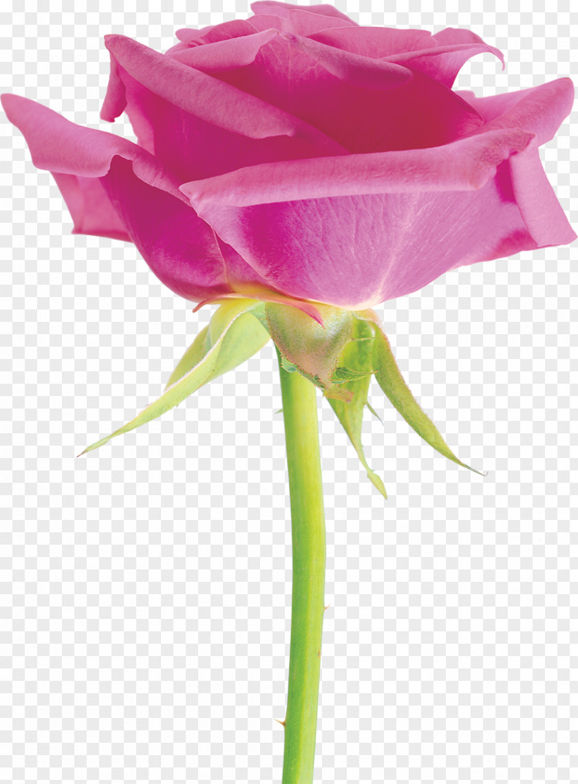 Flower Beach Rose Rosa Chinensis Garden Roses Desktop Wallpaper PNG