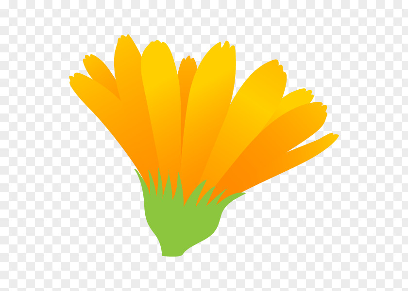Illustration Petal Graphics English Marigold Flower PNG