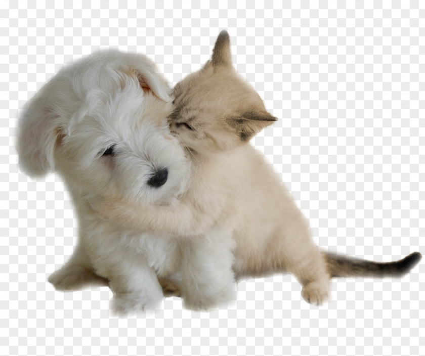 Puppy West Highland White Terrier Dog Breed Rare (dog) Education PNG