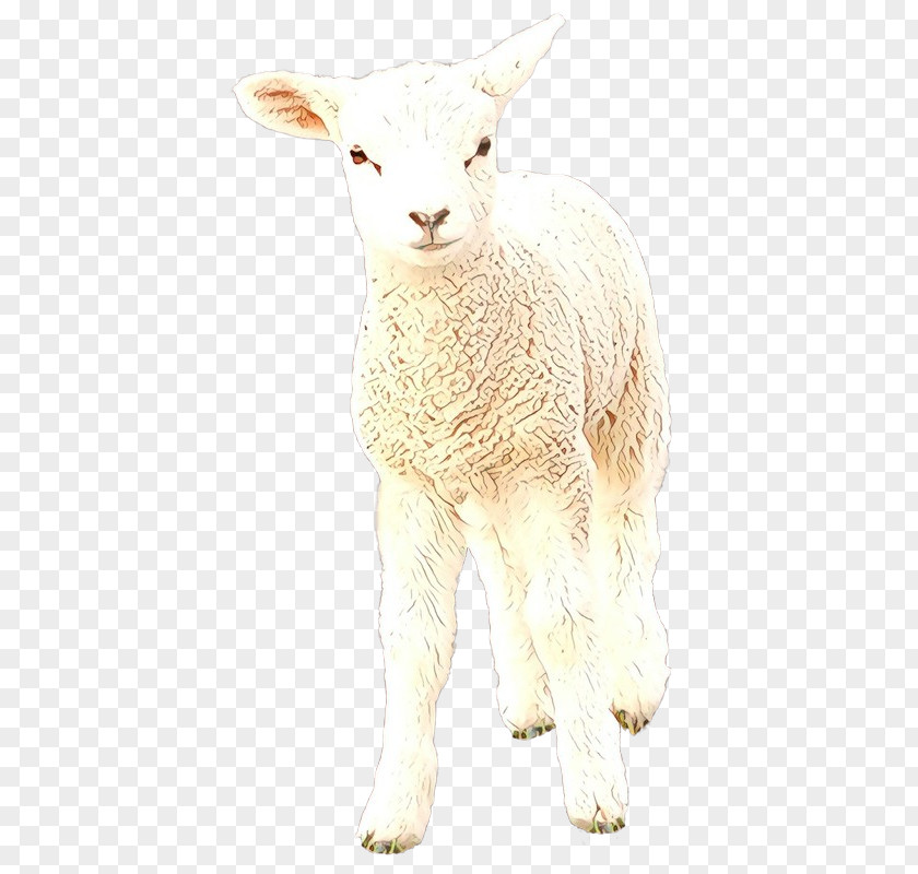 Sheep Cattle Hare Goat Mammal PNG