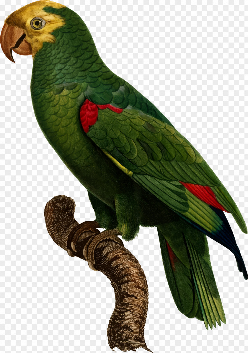 Bird Yellow-crowned Amazon Budgerigar Parrots Pet PNG