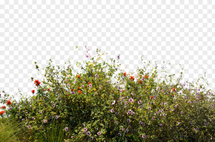 Bush Wildflower Desktop Wallpaper PNG