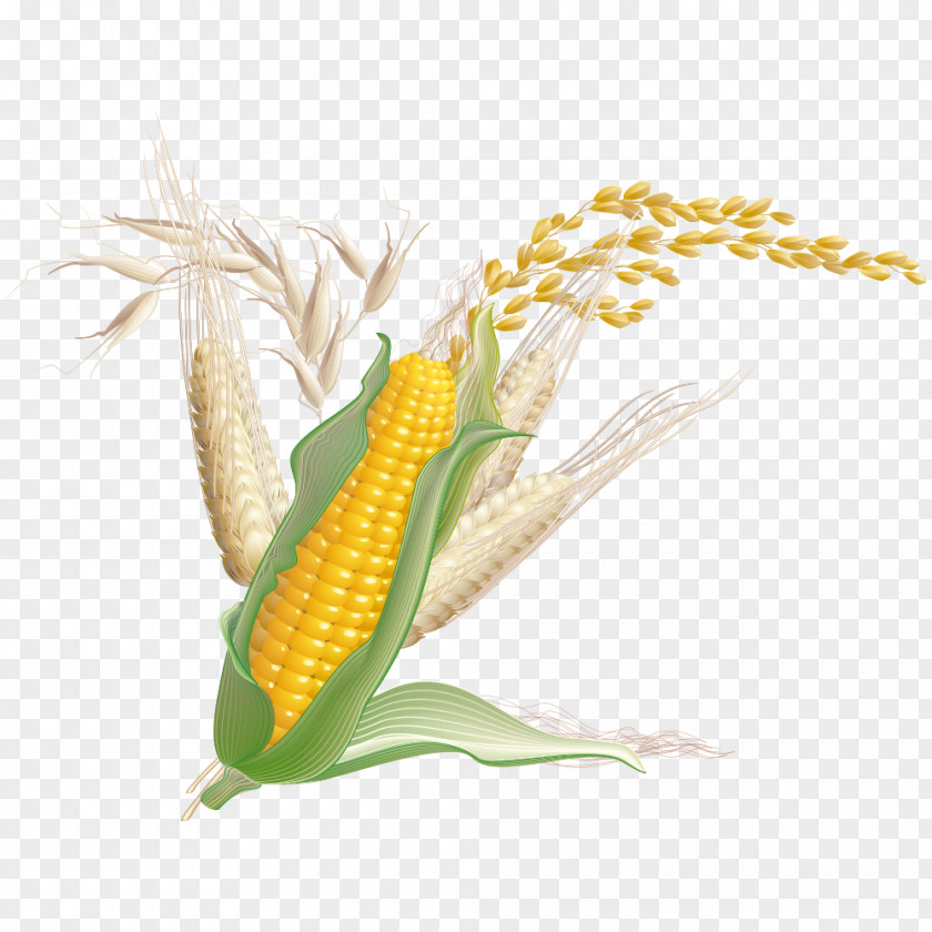 Corn Maize Wheat Crop PNG