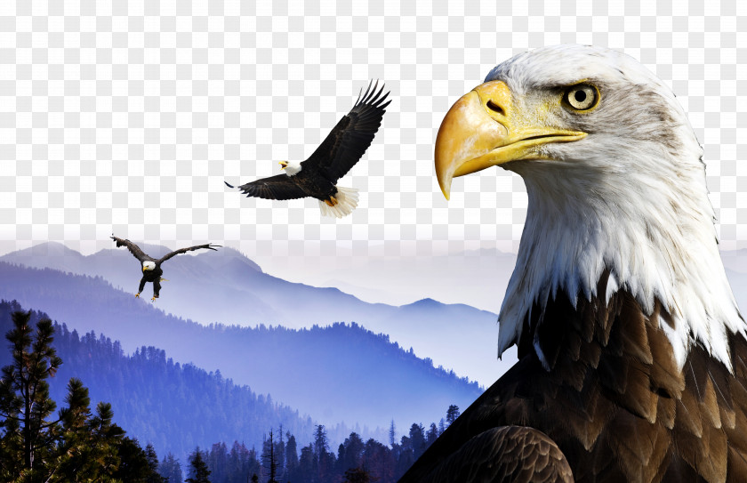Creative Creative,Eagle Wings Sequoia National Park China Bhutan Boxer Rebellion PNG
