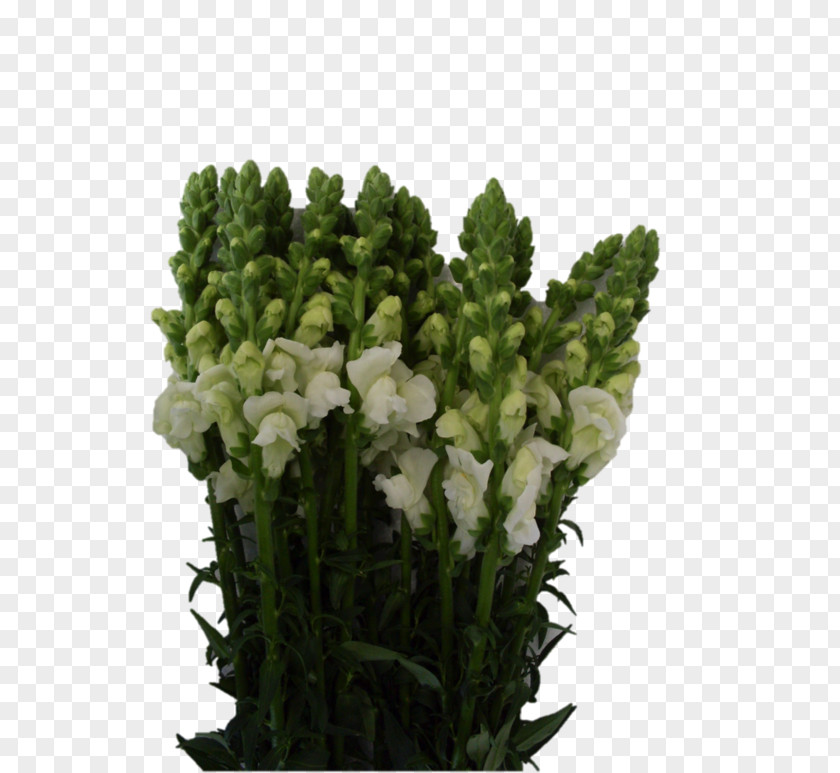 Flower Cut Flowers Snapdragons Flowerpot Wedding PNG