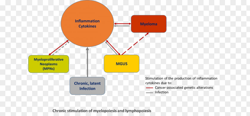Health Myeloproliferative Neoplasm Tumors Of The Hematopoietic And Lymphoid Tissues Chronic Condition Inflammation PNG