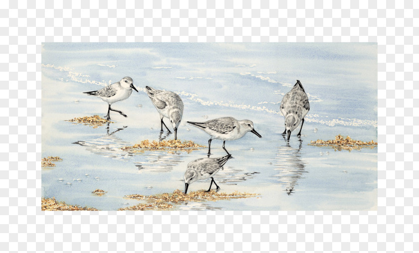 Watercolor Birds Bird Painting Pelican Crane PNG