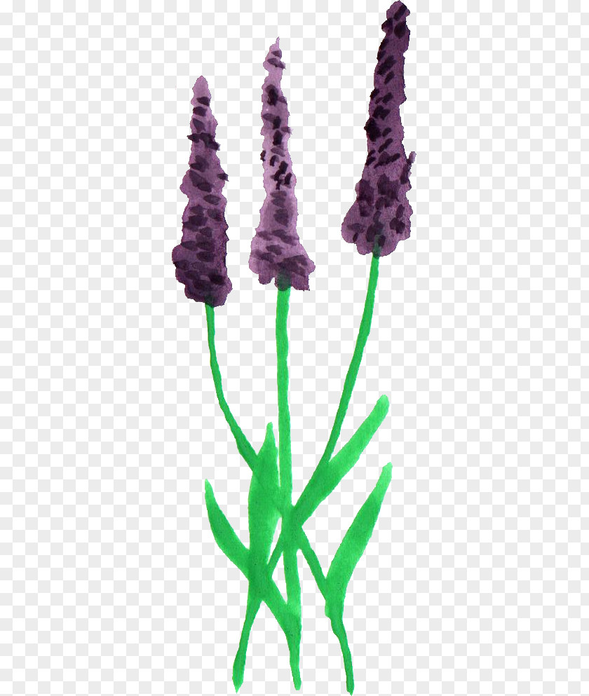 Watercolour Lavender Sticker Plant Stem PNG