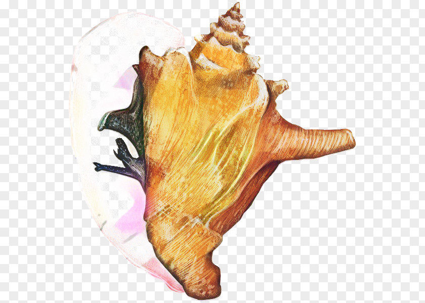 Musical Instrument Wind Snail Cartoon PNG