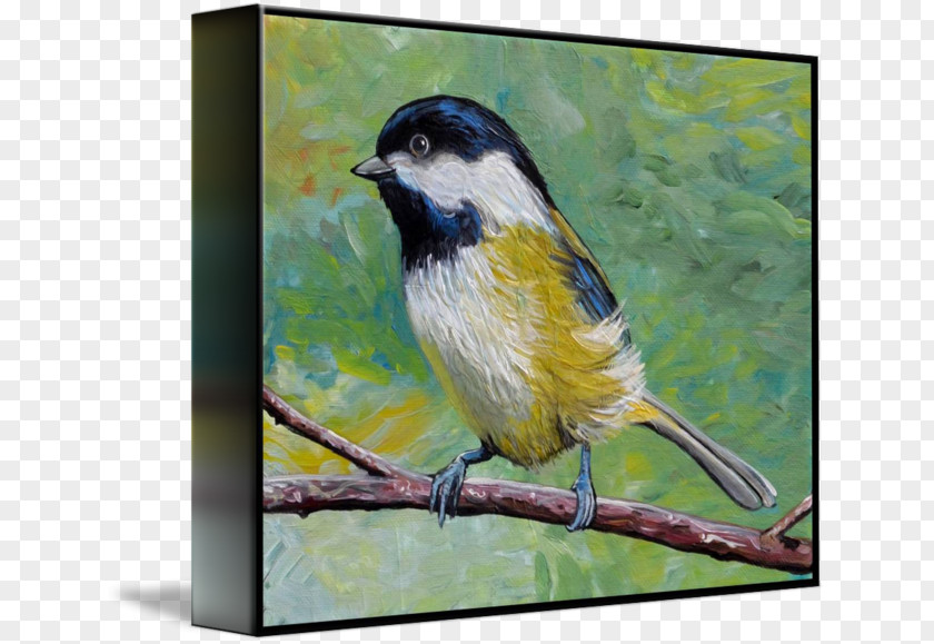 Painting Finches American Sparrows Beak Fauna PNG