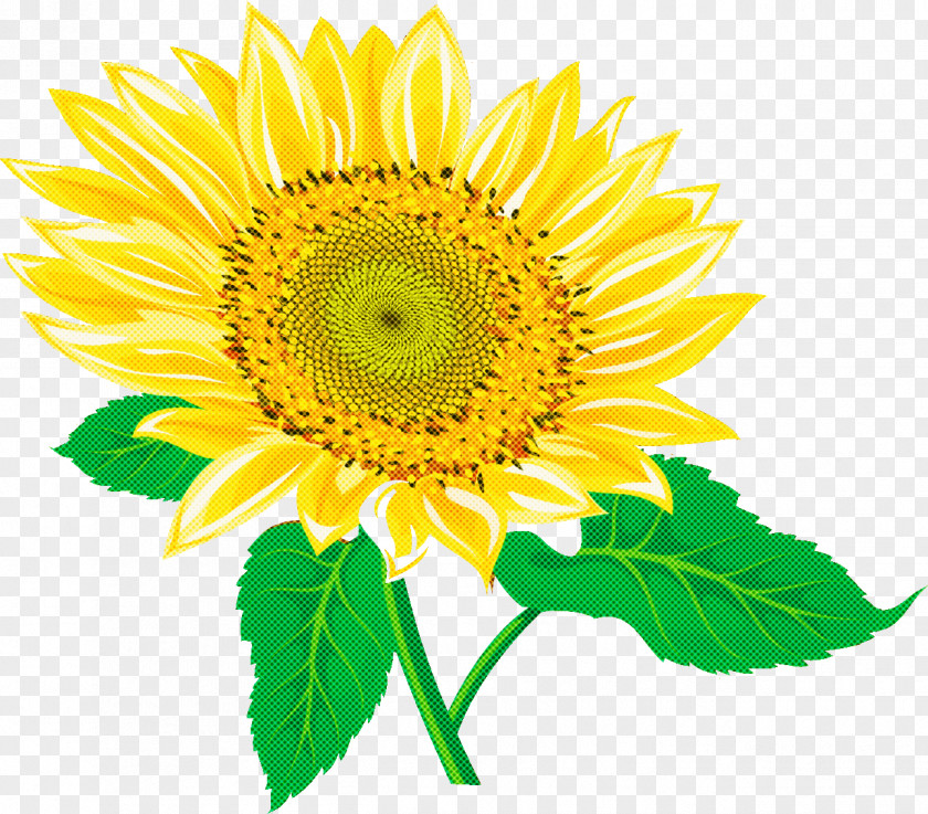 Sunflower Summer Flower PNG