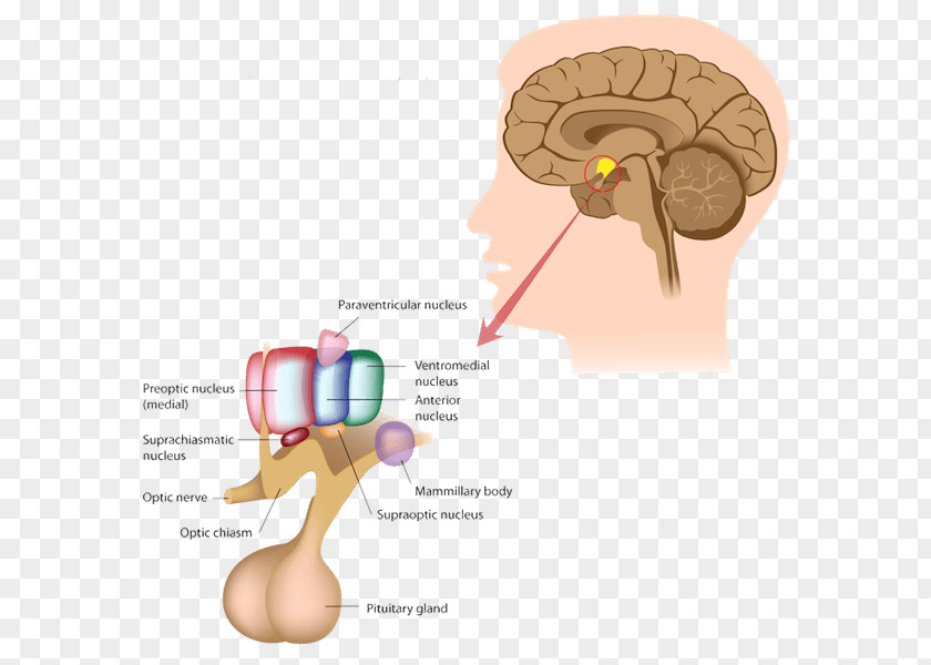 Brain Pituitary Gland Endocrine System Anterior PNG