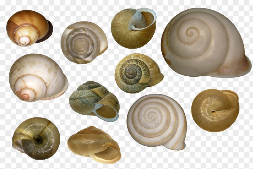Compositae Cockle Seashell Veneroida Sea Snail PNG