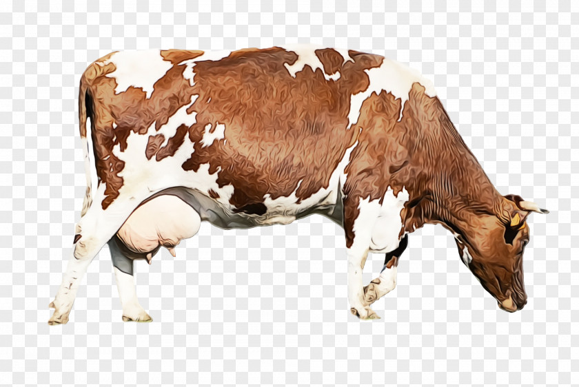 Dairy Cattle Ox Anti-inflammatory Antiparasitic Hormone PNG