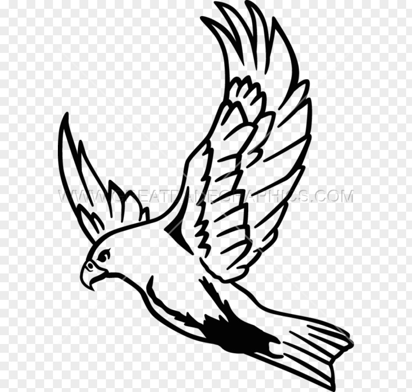 Falcon Clip Art Drawing Line Image PNG