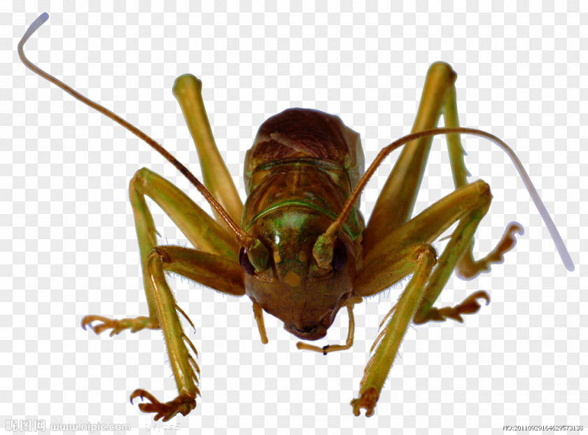 Grasshopper Migratory Locust Caelifera Insect Bush Crickets PNG