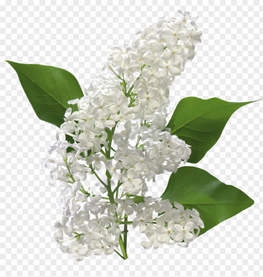 Lilac Flower Cinnamyl Alcohol Cinnamaldehyde Cinnamic Acid Essential Oil PNG