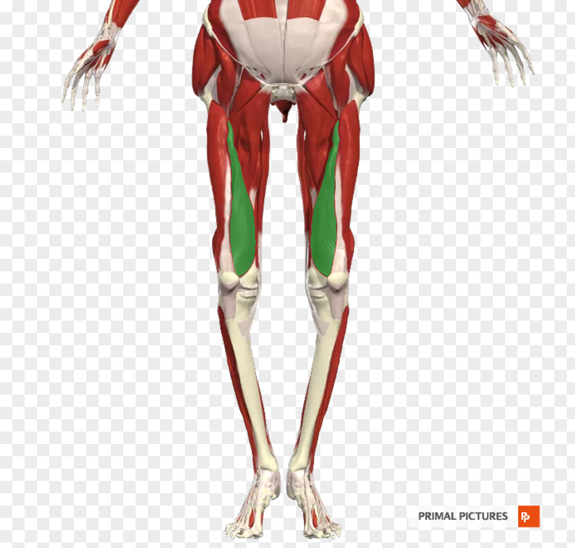 Thigh Human Leg Muscle Arm Body PNG leg body, arm clipart PNG