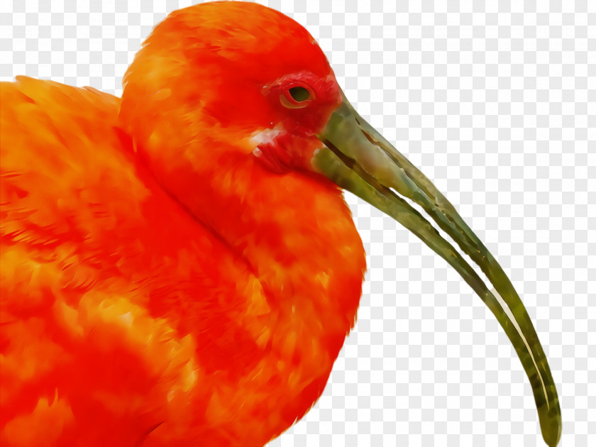 Water Bird Orange PNG