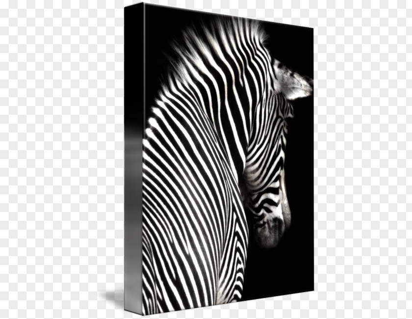Black And White Zebra Sticker Printing Wall Decal Mural PNG