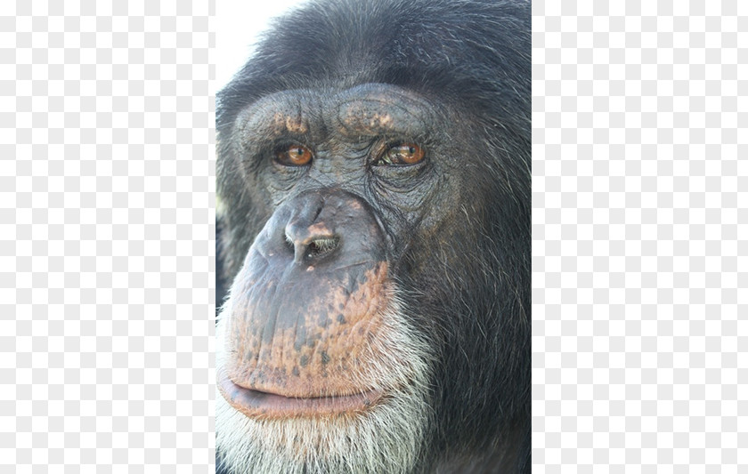 Chimpanzee Common Gorilla Primate Monkey Animal PNG