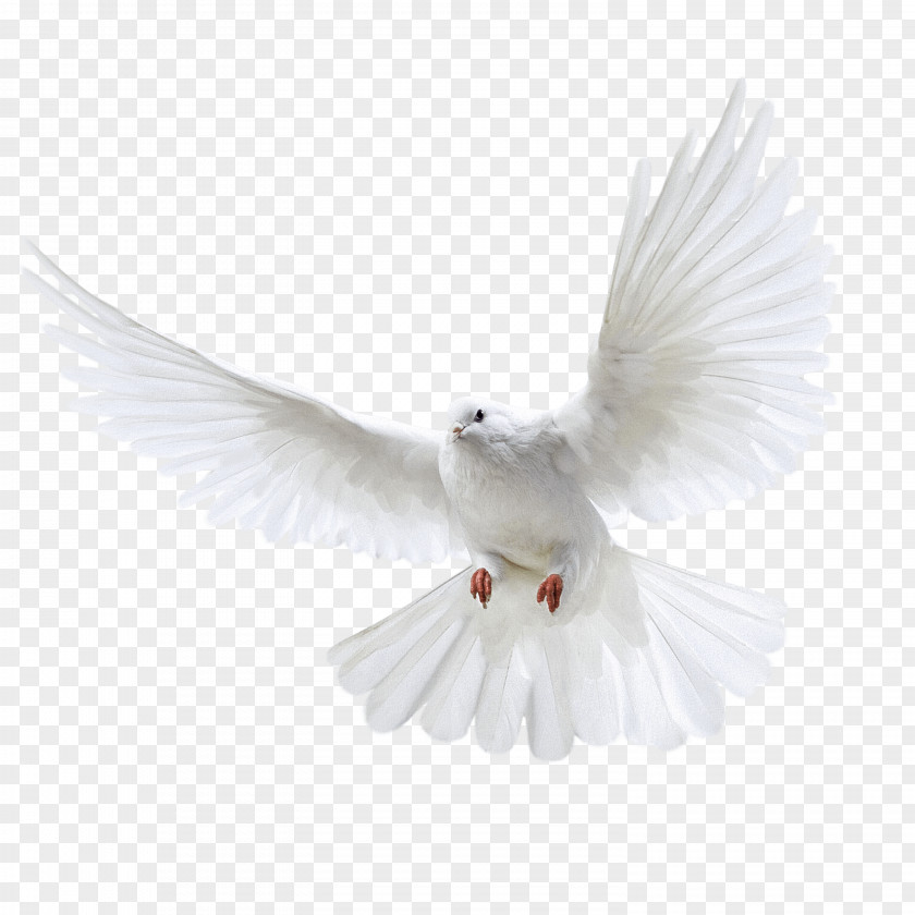 White Flying Pigeon Image Homing Bird Columbinae PNG