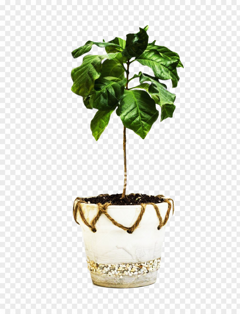 A Coffee Tree Picture Material Arabica Robusta Stock Photography PNG