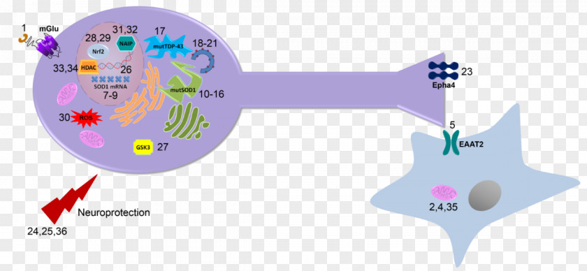 Abstract Figure Shows Beilstein Journal Of Organic Chemistry SOD1 Biochemistry Function PNG