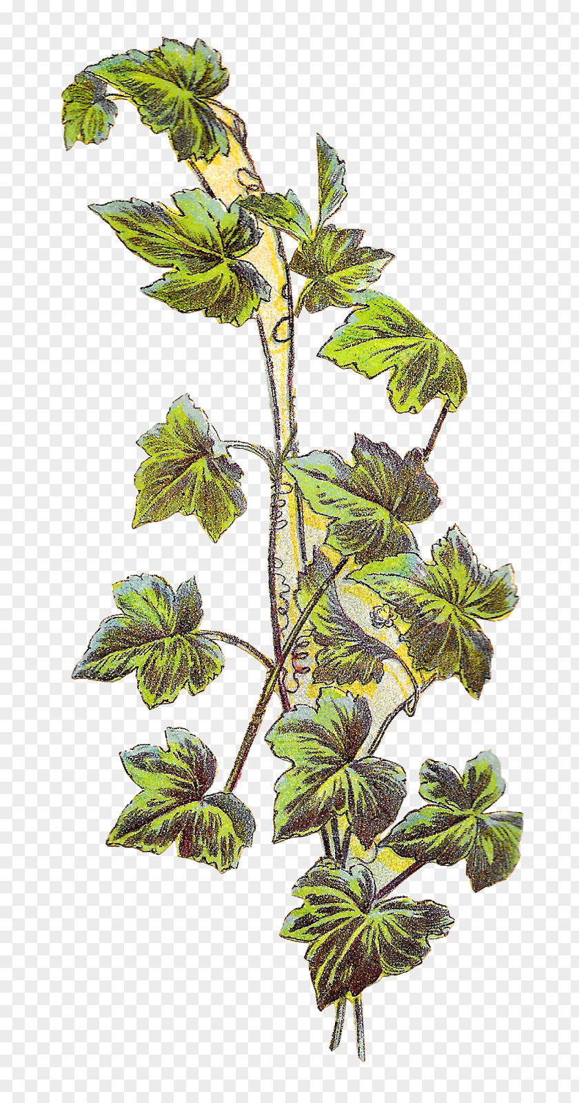 Botanical Plant Grapevines Clip Art PNG