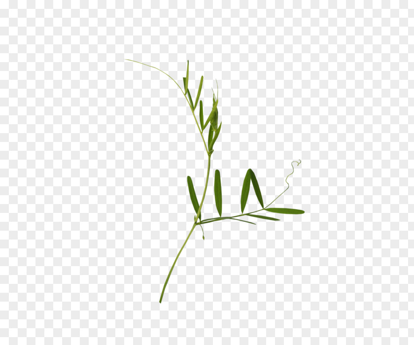 Common Yarrow Medicinal Plants Twig Plant Stem Grasses Leaf Font PNG