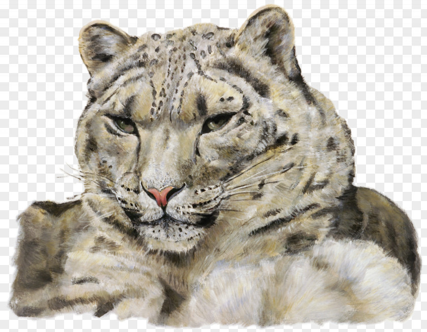 Leopard Where Snow Prowls: Wild Animals Of Tibet Tiger PNG
