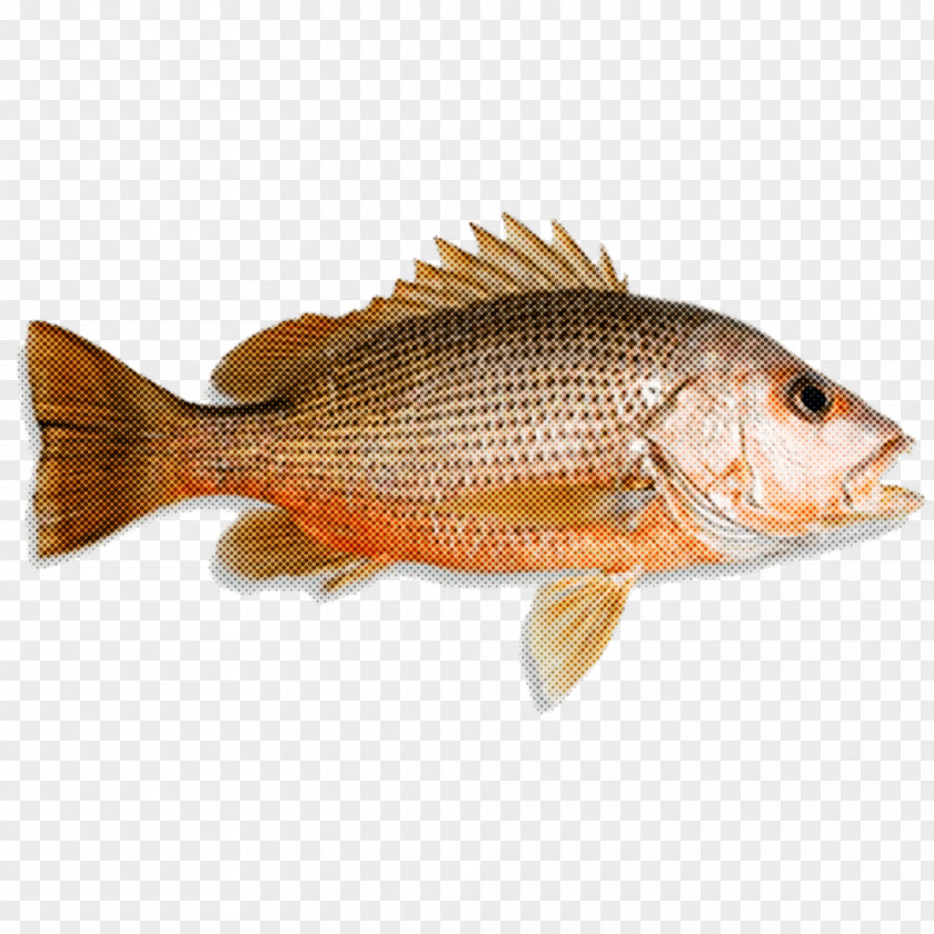 Northern Red Snapper Tilapia Q10 Seafood Sdn Bhd Fish Products PNG