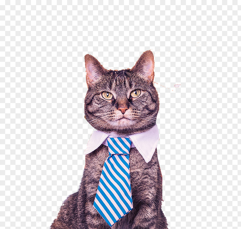 Tie Cat Catification: Designing A Happy And Stylish Home For Your (and You!) Catify To Satisfy: Simple Solutions Creating Cat-Friendly Pet Organization PNG
