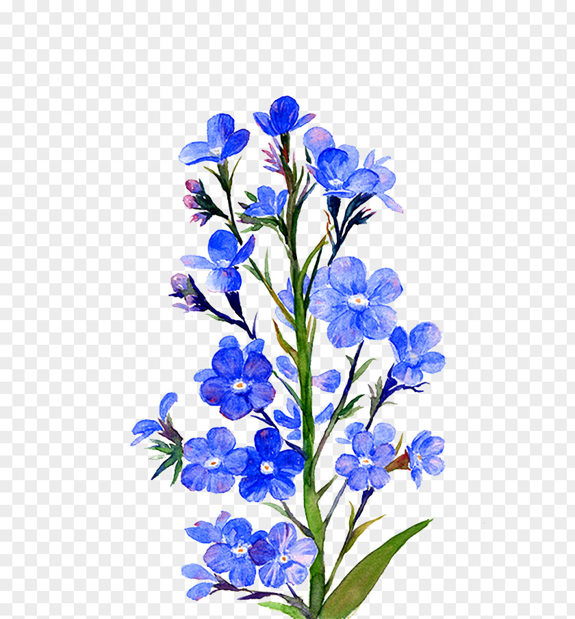 Yashiro Isana Image Graphics Download Flower PNG