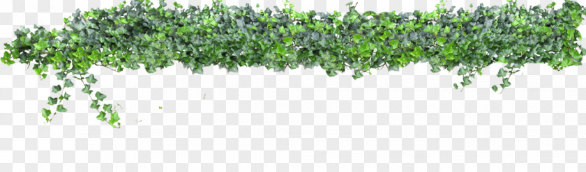 Hanging Vine Animaatio Rendering Clip Art PNG