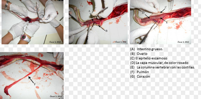 Snake Snakes (Serpientes) Anatomy Muscle Trimeresurus PNG